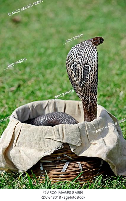 Spectacled Cobra in basket of snake charmer, New Delhi, India / Naja naja / Indian Cobra, Common Cobra, Asian Cobra, New Dehli