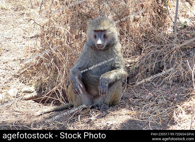 05 March 2023, Kenya, Nakuru: Sitting baboon in Lake Nakuru National Park. Photo: David Renke/dpa. - Nakuru/Lake Nakuru/Kenya