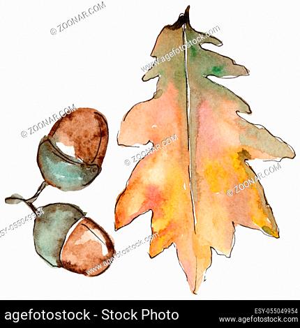 Oak leaves in a watercolor style isolated. Aquarelle leaf for background, texture, wrapper pattern, frame or border