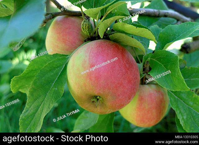'Jamba' apple (Malus domestica)