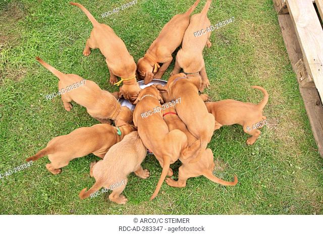 Hungarian Wire-haired Pointing Dogs, puppies / Magyar Vizsla