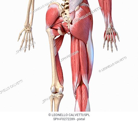 Human hip, leg and hand anatomy, illustration