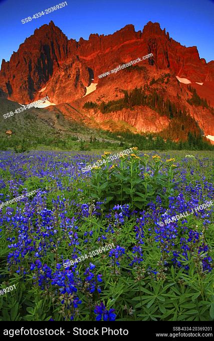Sunrise On Three Fingered Jack And Wildflowers From Canyon Creek Meadows in The Mt Jefferson Wilderness of Oregon