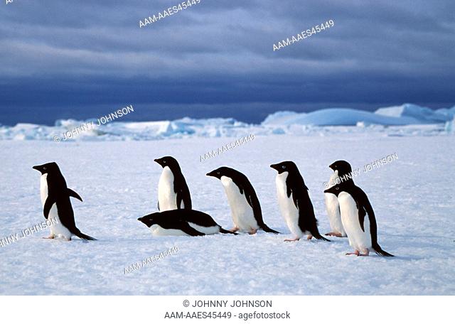 Adelie Penguins Travel over fast ice (Pygoscelis adeliae) Antarctica, Gardner Island