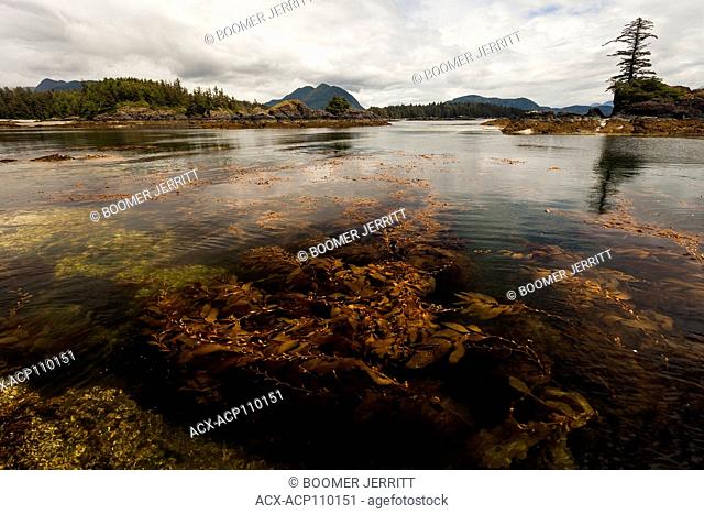A rich underwater environment thrives in the waters around Spring Island, Kyuquot, Vancouver Island, British Columbia, Canada