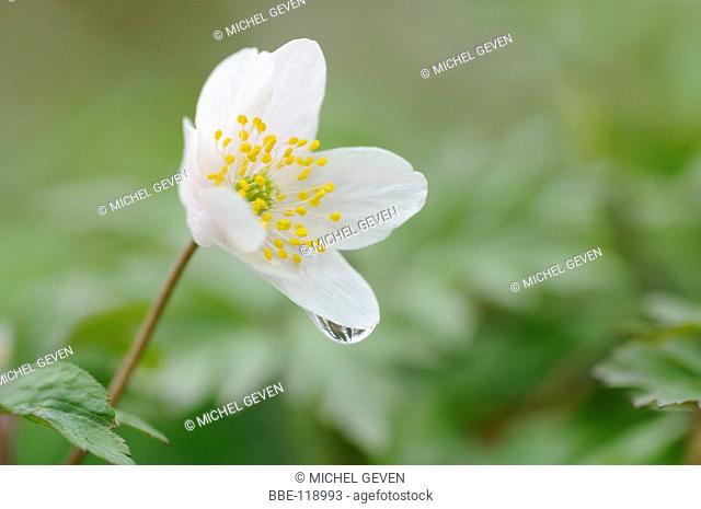 Opening flower of the Wood Anemone with a raindrop