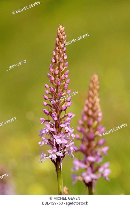 Flowering Fragrant Orchid on calcareous slope