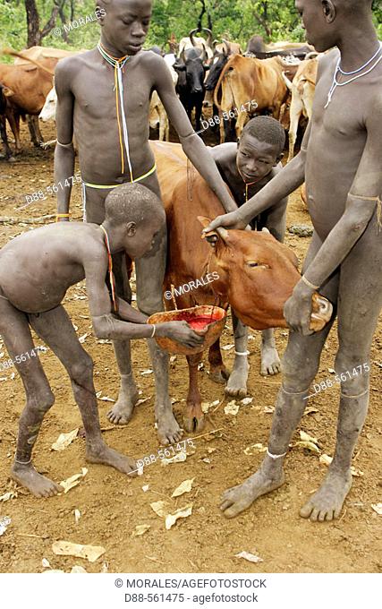 Surma child taking the blood out of a cow. Near Kibish. Ethiopia