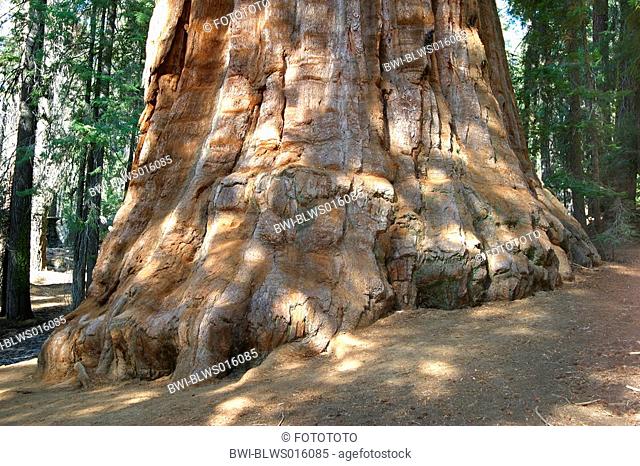 giant sequoia, giant redwood Sequoiadendron giganteum, USA, California, Sequoia NP