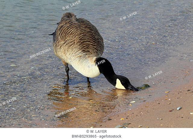 Canada goose (Branta canadensis), dabbling in shallow water, Germany