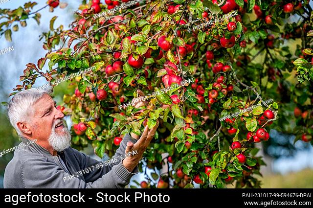 04 October 2023, Saxony, Gopplasgrün: Christoph Mann from the ""Oberes Vogtland"" landscape conservation association inspects apples of the Prinz Albrecht von...