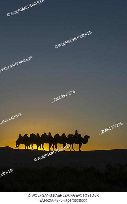 A Mongolian herder is riding with Bactrian camels at sunset on the Hongoryn Els sand dunes in the Gobi Desert, Gobi Gurvansaikhan National Park in southern...