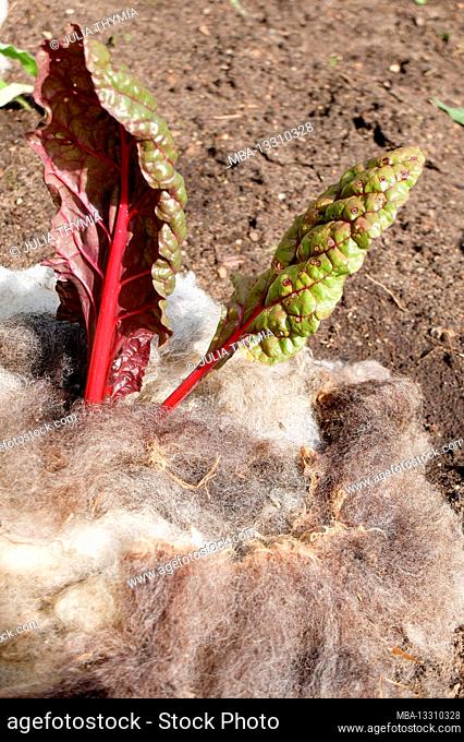 Mulch Swiss chard (Beta vulgaris) with sheep's wool