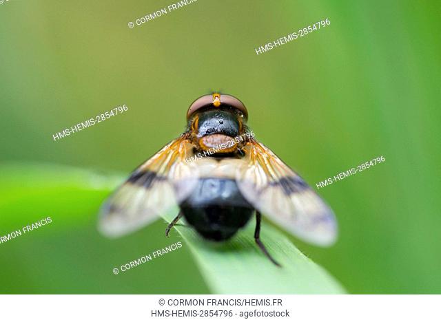 France, Normandy, hoverfly (Volucella pellucens)