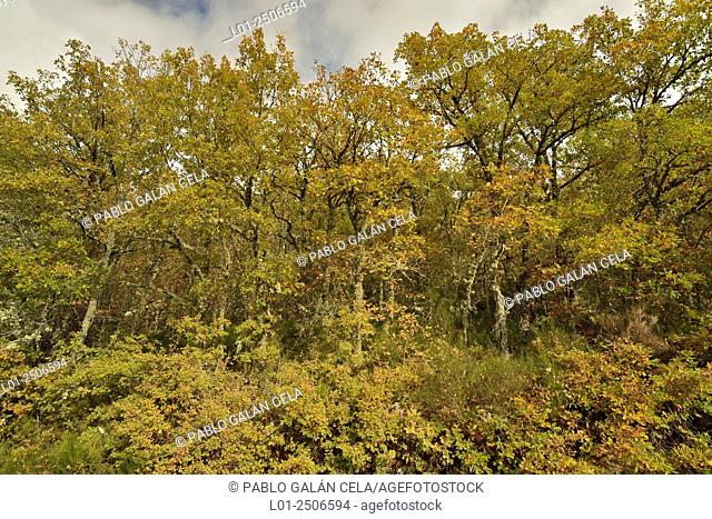 Autumn in the deciduous forests of the Sierra de la Demanda, Burgos, Logroño
