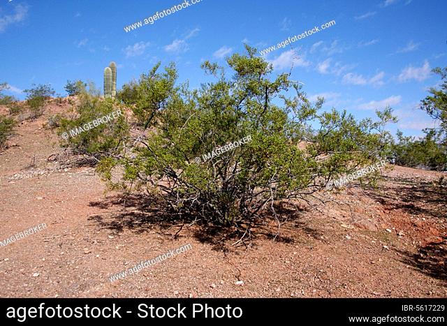 Chaparral (Larrea tridentata) habitat, in desert habitat, utricularia ochroleuca (U.) (U.) S. A. Winter