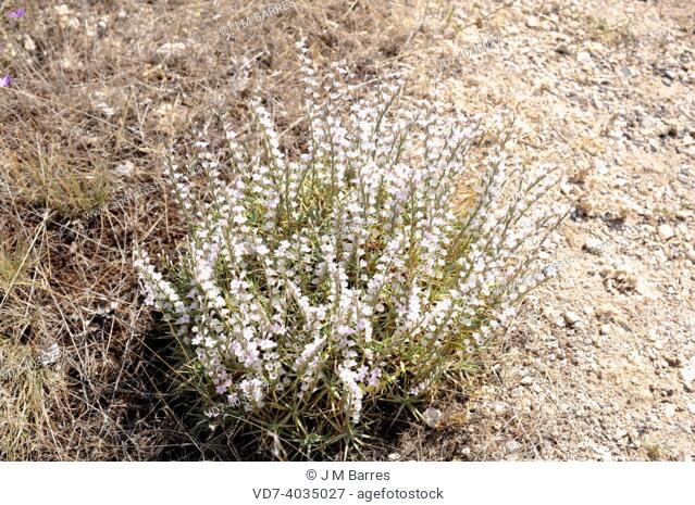 Prickly thief (Acantholimon ulicinum) is an evergreen shrub endemic to eastern Mediterranean region. This photo was taken in Cappadocia, Turkey