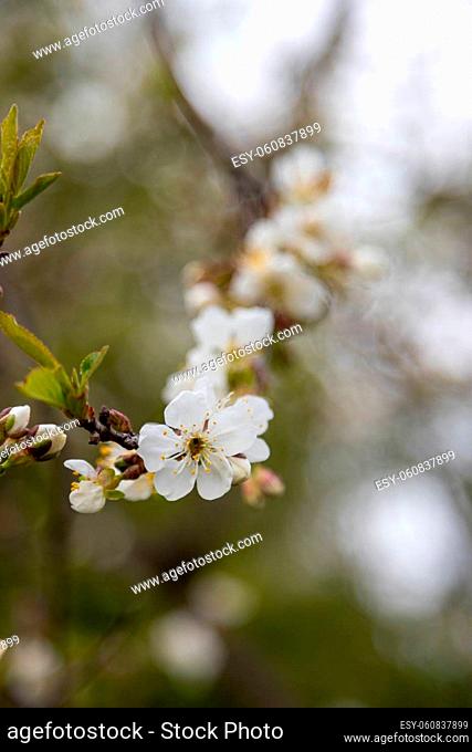 many beautiful flowers of apple tree in spring
