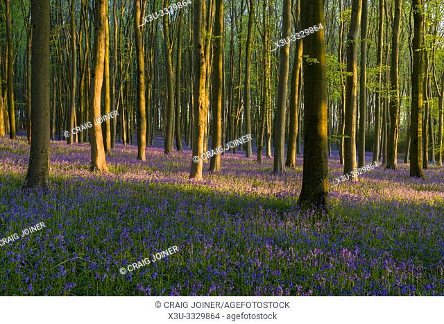 Spring morning sunlight in a bluebell woodland. North Somerset, England