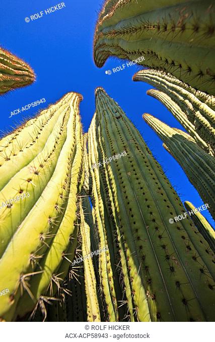 Organ Pipe cactus, Stenocereus thurberi, Organ Pipe National Monument, Arizona, USA