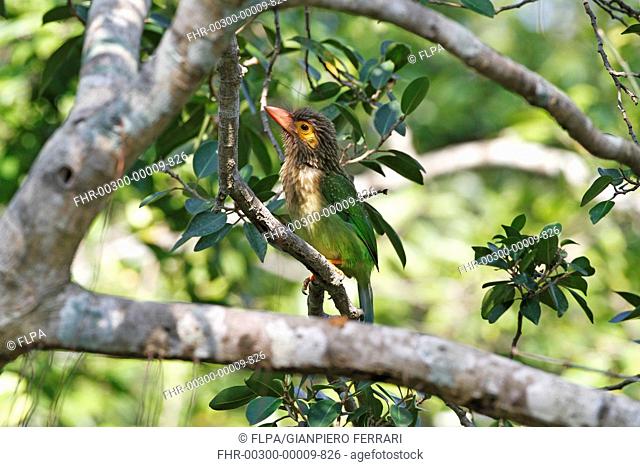 Brown-headed Barbet (Megalaima zeylanica) adult, perched in tree, Polonnaruwa, Sri Lanka, February