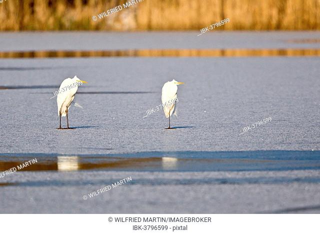 Two Great Egrets (Ardea alba) standing on ice, North Hesse, Hesse, Germany
