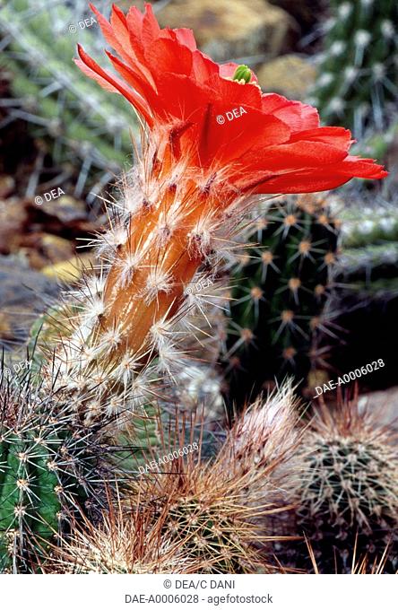 Giant claret-cup cactus (Echinocereus polyacanthus) flower, Cactaceae. Detail