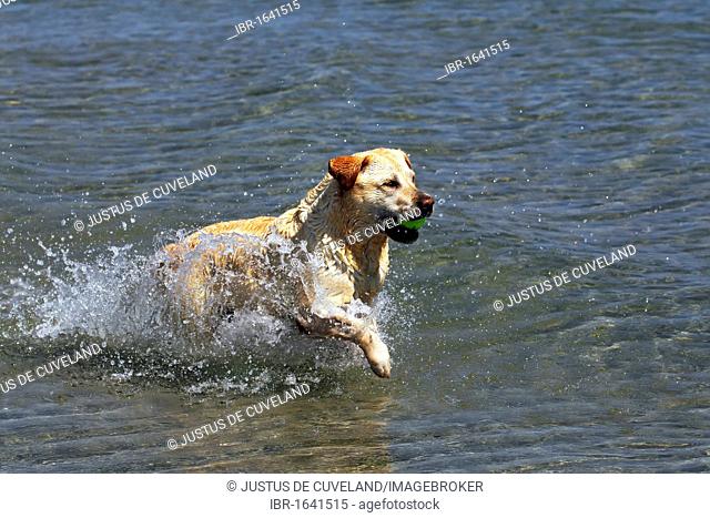 Labrador Retriever retrieving ball from water