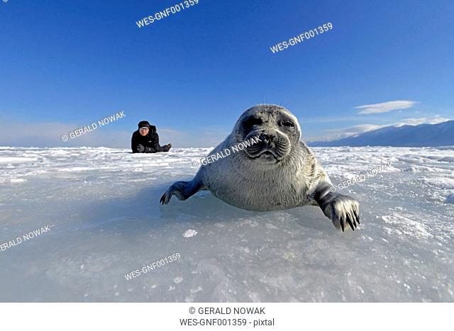 Russia, Lake Baikal, woman watching Baikal seal on frozen lake