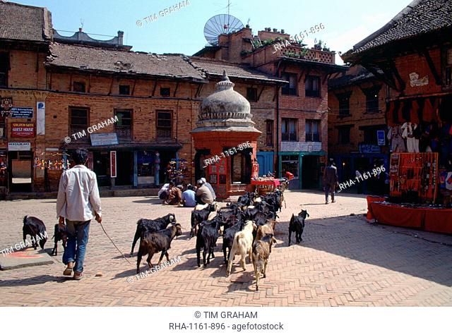 Nepalese goatherd leading his goats through the town of Bhaktapur, Nepal. The large satellite dish on the roof makes a contrast of old and new with the...