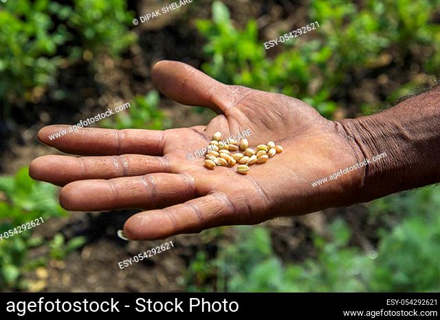 close up of farmer's hands holding wheat grains