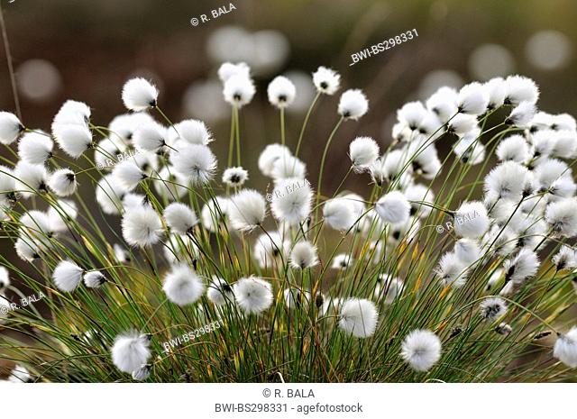 tussock cotton-grass, hare's-tail cottongrass (Eriophorum vaginatum), fruiting, Germany, North Rhine-Westphalia