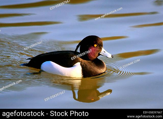 Tufted Duck (aythya fuligula) on the water at Warnham Nature Reserve near Horsham