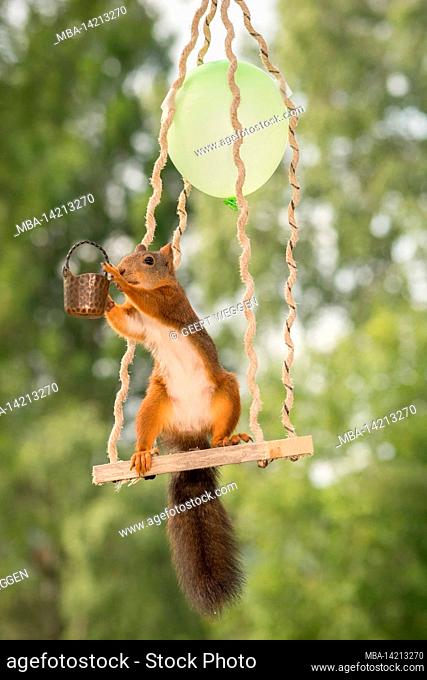 female red squirrel standing on a swing with balloon and kettle