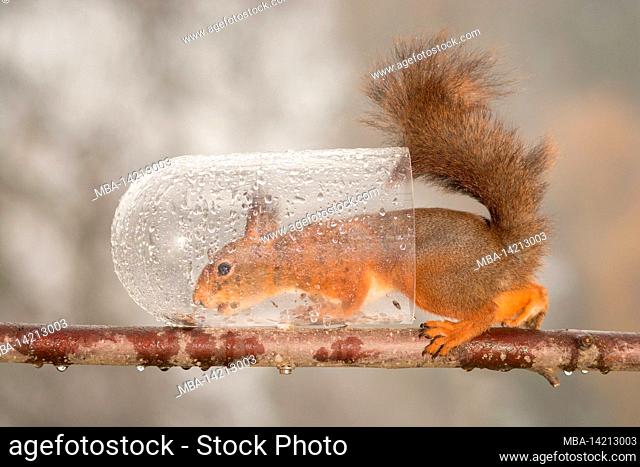 red squirrel standing on branch in wet bottle