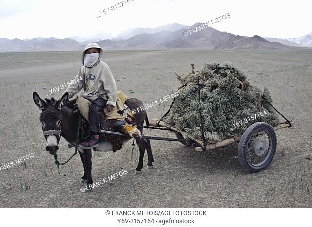 Boy collecting shrubs used as a combustible in the Pamir plateau ( Tajikistan). These shrubs are called ""ceratoides papposa""