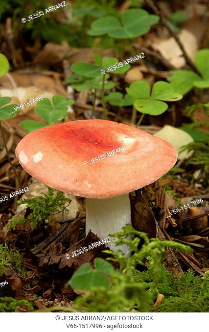 Mushroom (Russula mairei)