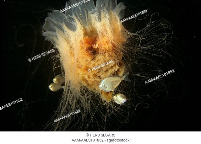 Lion's Mane Jellyfish (Cyanea capillata) w/ juvenile Butterflyfish seeking shelter (Peprilus troiacanthus)