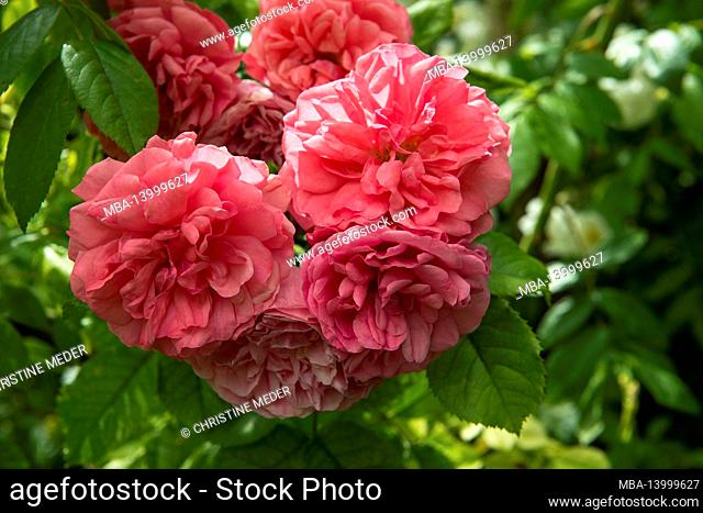 rose blossoms, cottage garden, summer