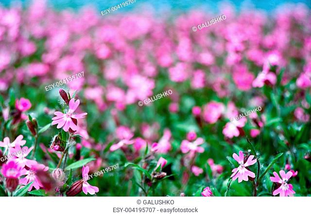 Flowers on field