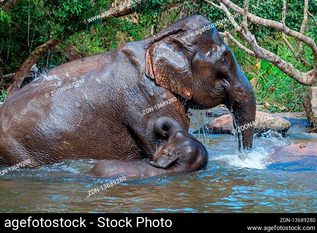 Adult and baby elephant swimming in a river, Thailand