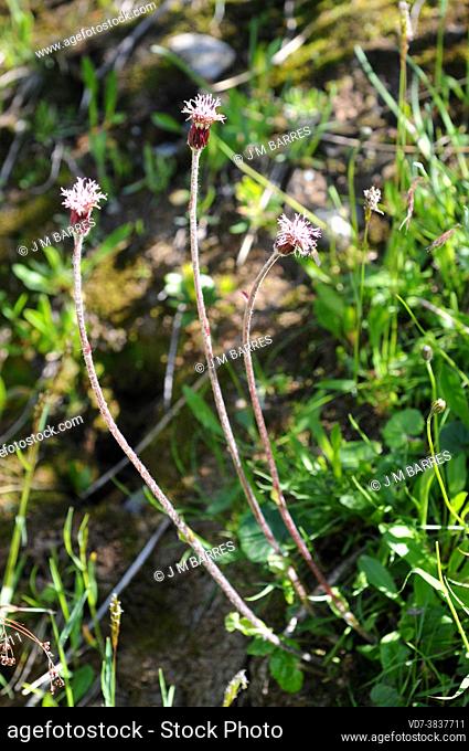 Alpine coltsfoot (Homogyne alpina) is a perennial herb native to mountains of central and south Europe. This photo was taken in Val d'Aran, Lleida, Catalonia