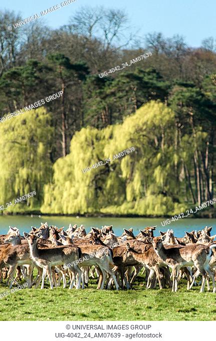 Herd of Fallow deer next to Holkham park lake, Holkham Hall, North Norfolk, East Anglia, England, UK