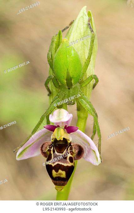 Woodcock orchid flower being explored by a Sparassidea spider (Micrommata virescens female), Montseny, Spain