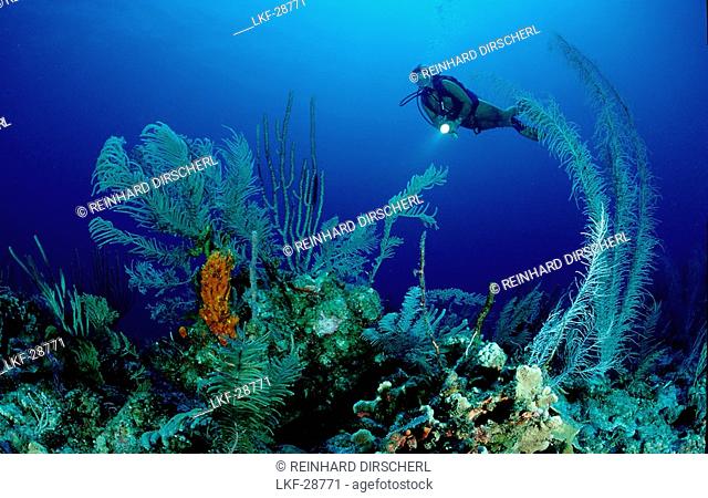 Karibisches Korallenriff und Taucher, Carribean co, Carribean coral reef and scuba diver