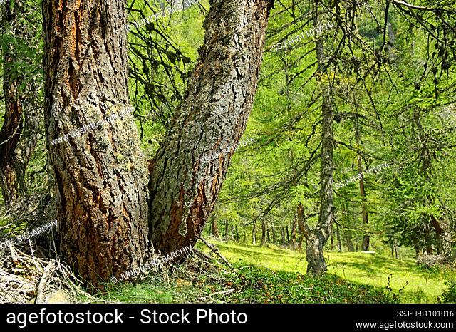 Larch forest (Larix decidua) with trees, some of which are several hundred years old, in the Koednitz Valley near the Grossglockner