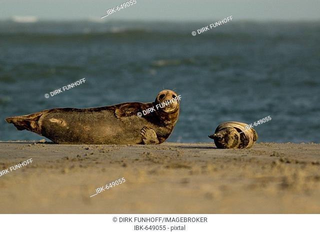 Atlantic Grey Seal (Halichoerus grypus) mother and pup on the beach at Helgoland Island, North Sea, Lower Saxony, Germany, Europe