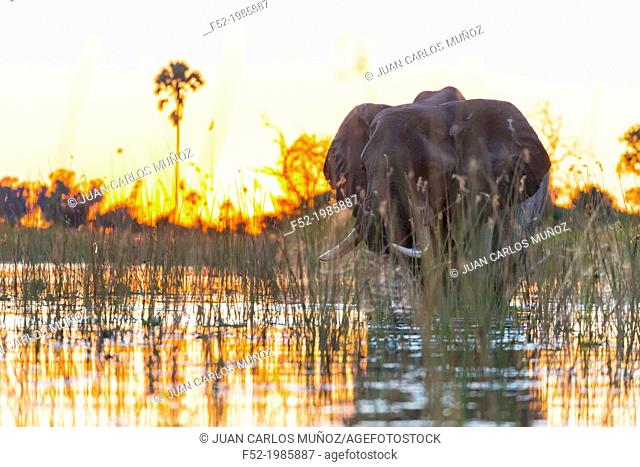 AFRICAN ELEPHANT (Loxodonta ), Okavango Delta, Botswana, Africa