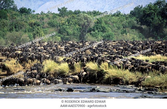 Wildebeest (Connochaetes taurinus) migration, Masai Mara, Kenya. In the process of migration the Wildebeest have to cross the Mara river to reach the new grass