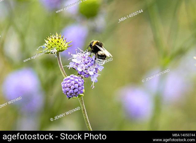 dark bumblebee, bombus terrestris, gewöhnlicher teufelsabiss, succisa pratensis, leipzig, saxony, germany, summer
